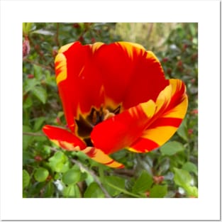 Beautiful Red and Yellow Tulip Posters and Art